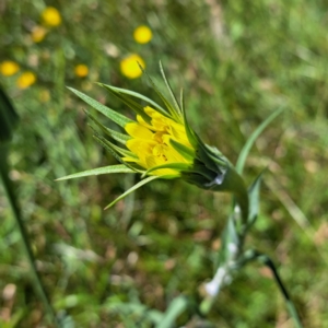 Tragopogon dubius at Hackett, ACT - 18 Dec 2022 11:38 AM