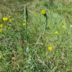 Tragopogon dubius at Hackett, ACT - 18 Dec 2022 11:38 AM