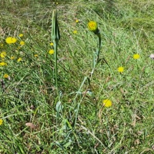 Tragopogon dubius at Hackett, ACT - 18 Dec 2022