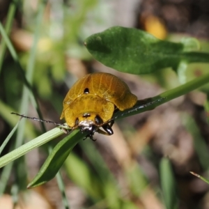 Paropsis augusta at Thredbo, NSW - 13 Dec 2022