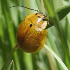 Paropsis augusta at Thredbo, NSW - 13 Dec 2022