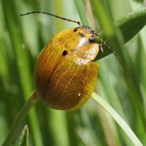 Paropsis augusta at Thredbo, NSW - 13 Dec 2022 10:50 AM