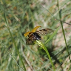 Paropsis augusta at Thredbo, NSW - 13 Dec 2022 10:50 AM