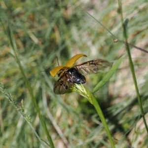 Paropsis augusta at Thredbo, NSW - 13 Dec 2022