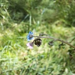 Cynoglossum australe (Australian Forget-me-not) at Hackett, ACT - 18 Dec 2022 by abread111