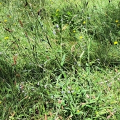 Cynoglossum australe at Hackett, ACT - 18 Dec 2022