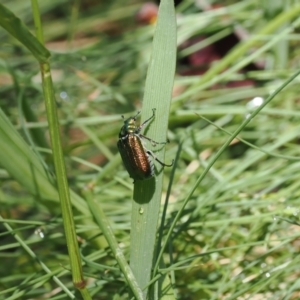 Diphucephala elegans at Kosciuszko National Park, NSW - 13 Dec 2022 10:55 AM