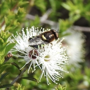 Odontomyia hunteri at Burradoo, NSW - 26 Nov 2022