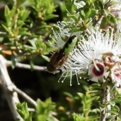 Odontomyia hunteri at Burradoo, NSW - 26 Nov 2022