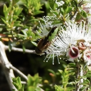 Odontomyia hunteri at Burradoo, NSW - suppressed