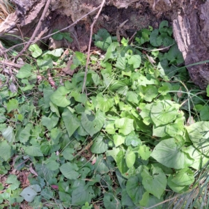 Viola odorata at Hackett, ACT - 18 Dec 2022