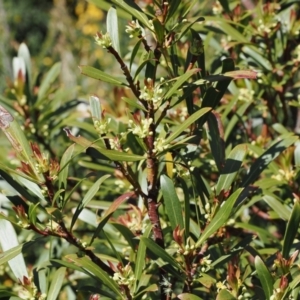 Tasmannia xerophila subsp. xerophila at Kosciuszko National Park, NSW - 13 Dec 2022 10:59 AM