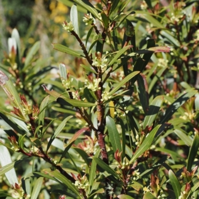 Tasmannia xerophila subsp. xerophila (Alpine Pepperbush) at Kosciuszko National Park - 12 Dec 2022 by RAllen