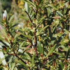 Tasmannia xerophila subsp. xerophila (Alpine Pepperbush) at Kosciuszko National Park, NSW - 12 Dec 2022 by RAllen