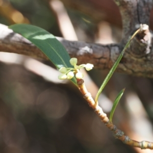 Tasmannia xerophila subsp. xerophila at Kosciuszko National Park, NSW - 13 Dec 2022