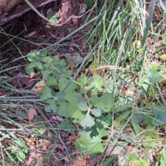 Marrubium vulgare (Horehound) at Mount Majura - 18 Dec 2022 by abread111