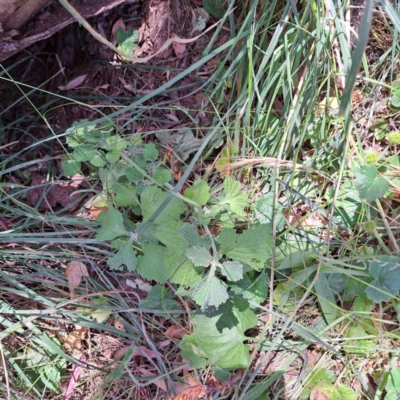 Marrubium vulgare (Horehound) at Mount Majura - 18 Dec 2022 by abread111