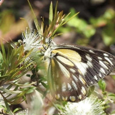 Belenois java (Caper White) at Burradoo - 27 Nov 2022 by GlossyGal