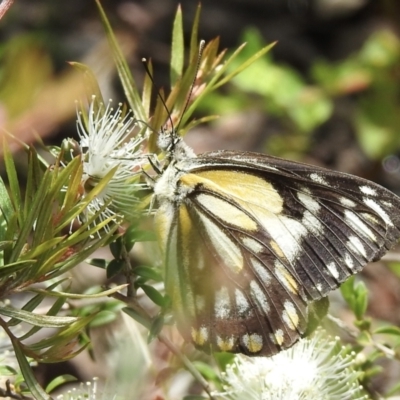Belenois java (Caper White) at Wingecarribee Local Government Area - 27 Nov 2022 by GlossyGal