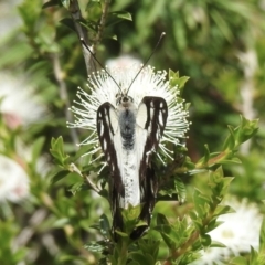 Belenois java at Burradoo, NSW - 27 Nov 2022