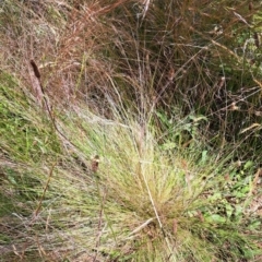 Nassella trichotoma at Hackett, ACT - 18 Dec 2022 12:19 PM