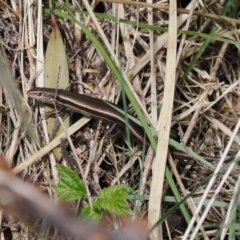 Pseudemoia entrecasteauxii (Woodland Tussock-skink) at Kosciuszko National Park - 13 Dec 2022 by RAllen