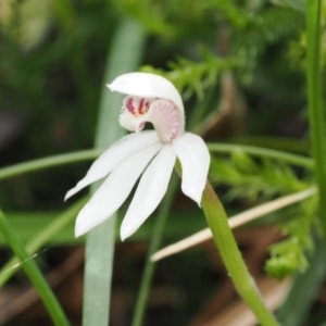 Caladenia alpina at Kosciuszko National Park, NSW - 13 Dec 2022