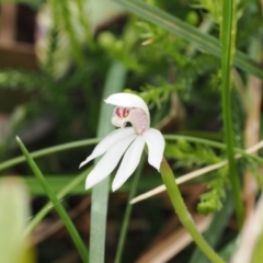 Caladenia alpina at Kosciuszko National Park, NSW - suppressed