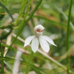 Caladenia alpina at Kosciuszko National Park, NSW - suppressed