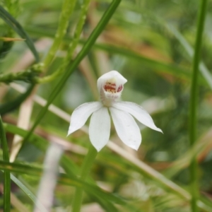 Caladenia alpina at Kosciuszko National Park, NSW - 13 Dec 2022