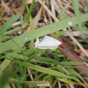 Poecilasthena thalassias at Kosciuszko National Park, NSW - 13 Dec 2022