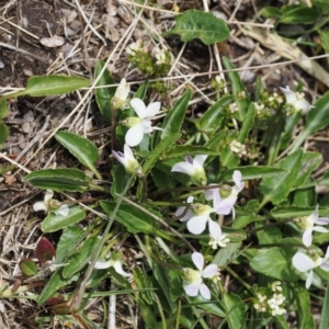 Viola betonicifolia at Kosciuszko National Park, NSW - 13 Dec 2022