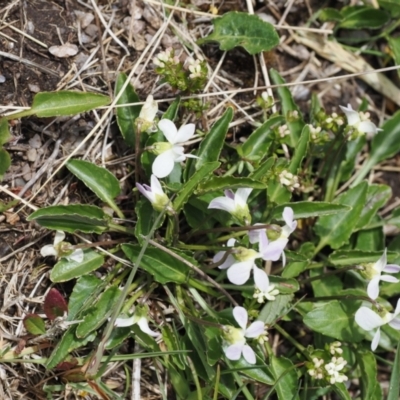 Viola betonicifolia (Mountain Violet) at Kosciuszko National Park, NSW - 13 Dec 2022 by RAllen