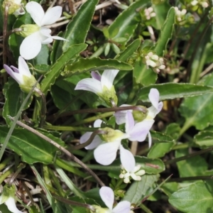 Viola betonicifolia at Kosciuszko National Park, NSW - 13 Dec 2022