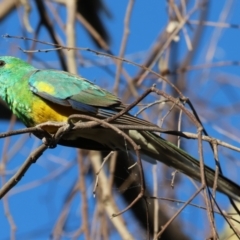 Psephotus haematonotus (Red-rumped Parrot) at Wodonga, VIC - 18 Dec 2022 by KylieWaldon