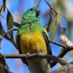 Psephotus haematonotus at Wodonga, VIC - 18 Dec 2022