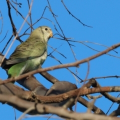 Psephotus haematonotus at Wodonga, VIC - 18 Dec 2022 07:01 AM