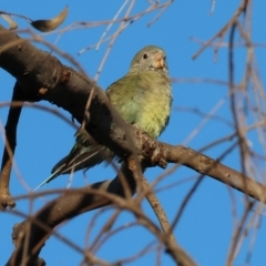 Psephotus haematonotus at Wodonga, VIC - 18 Dec 2022 07:01 AM