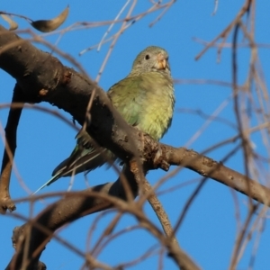 Psephotus haematonotus at Wodonga, VIC - 18 Dec 2022