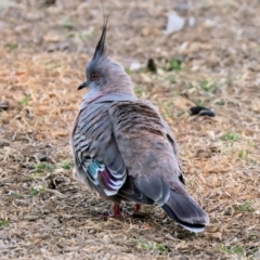 Ocyphaps lophotes (Crested Pigeon) at Wodonga - 17 Dec 2022 by KylieWaldon