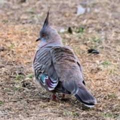 Ocyphaps lophotes (Crested Pigeon) at Wodonga, VIC - 18 Dec 2022 by KylieWaldon