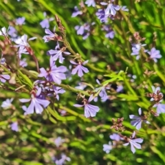 Lobelia sp. (A Lobelia) at Sth Tablelands Ecosystem Park - 15 Dec 2022 by galah681