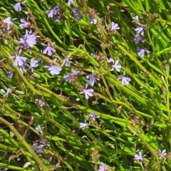 Lobelia sp. at Molonglo Valley, ACT - 15 Dec 2022