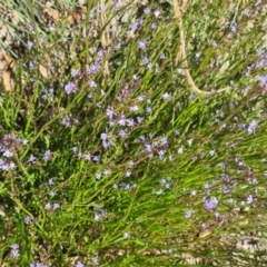 Lobelia sp. at Molonglo Valley, ACT - 15 Dec 2022