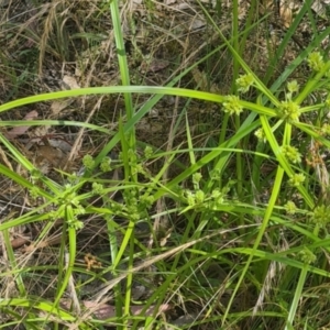 Cyperus eragrostis at Molonglo Valley, ACT - 15 Dec 2022