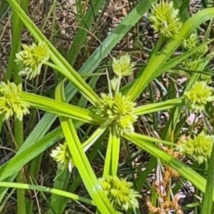 Cyperus eragrostis at Molonglo Valley, ACT - 15 Dec 2022