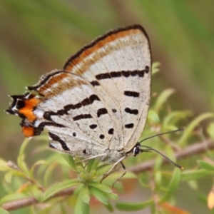 Jalmenus evagoras at Moruya, NSW - 17 Dec 2022