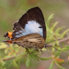 Jalmenus evagoras at Moruya, NSW - suppressed