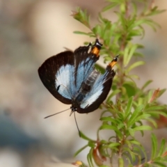 Jalmenus evagoras at Moruya, NSW - suppressed