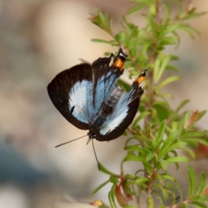 Jalmenus evagoras at Moruya, NSW - suppressed